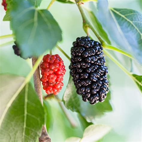 dwarf everbearing mulberry tree size.